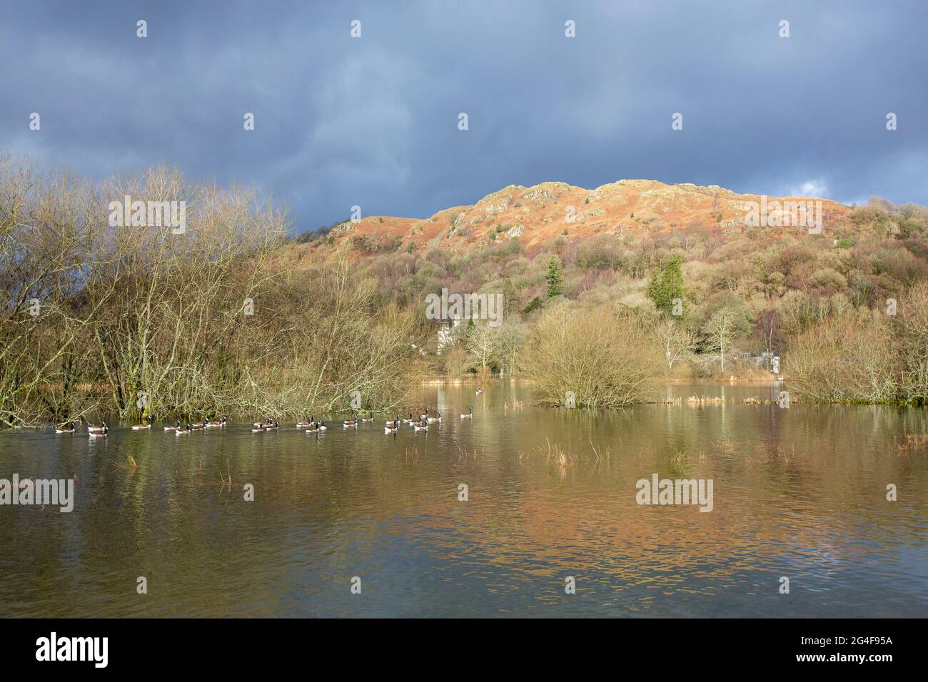 Flooding on Lake Windermere in Ambleside from extreme weather, Lake District, UK Stock Photo Alamy