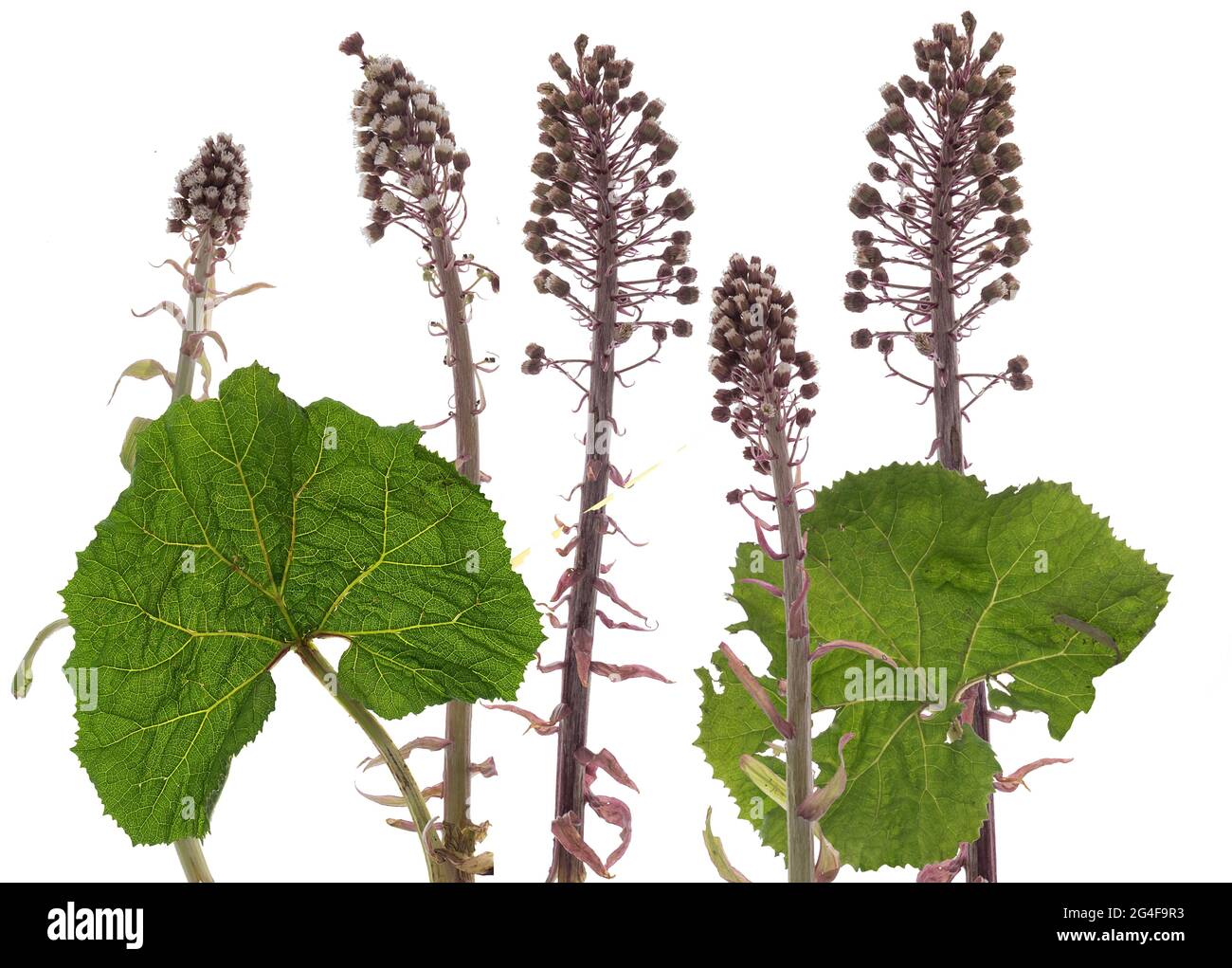 Flowers of a common butterbur (Petasites hybridus) on a white background, Germany Stock Photo