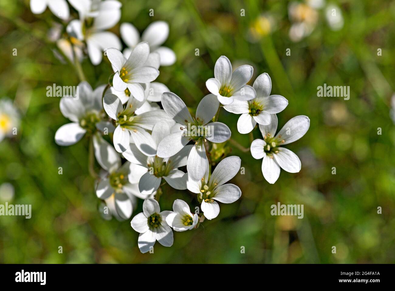 Blossoms of the nodule saxifrage (Saxifraga granulata), Bavaria, Germany Stock Photo