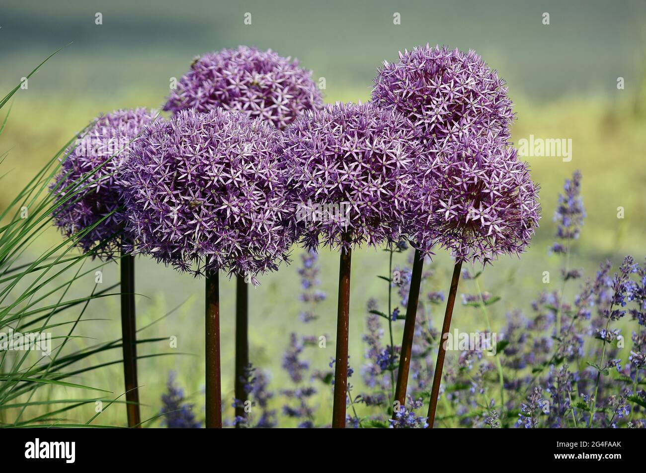 Purple ornamental leek (Allium) and catmint (Lamiaceae) Germany Stock Photo