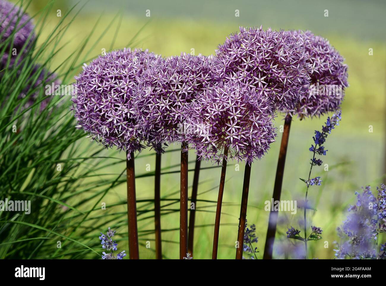 Purple ornamental leek (Allium) and catmint (Lamiaceae) Germany Stock Photo