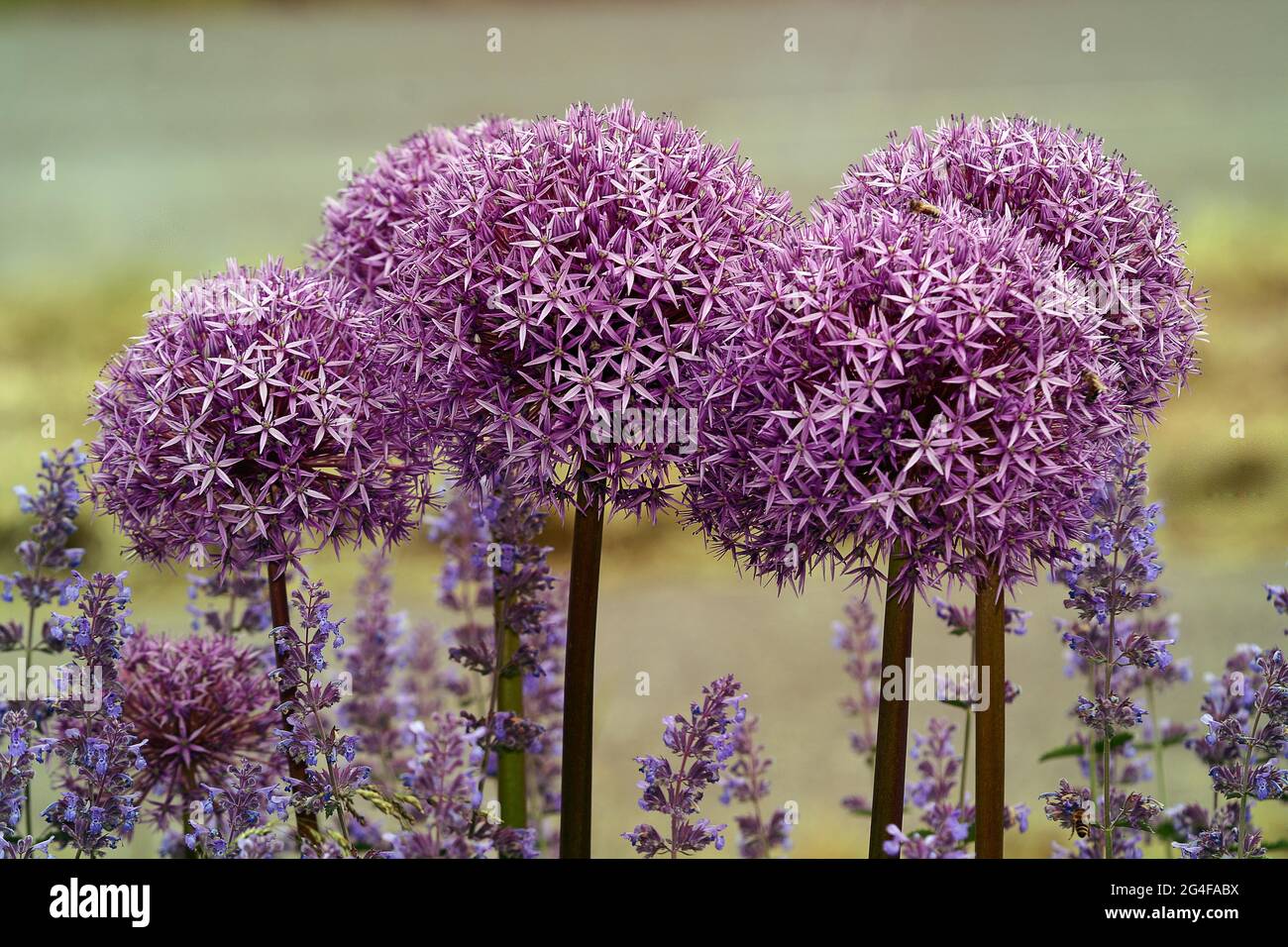 Purple ornamental leek (Allium) and catmint (Lamiaceae) Germany Stock Photo