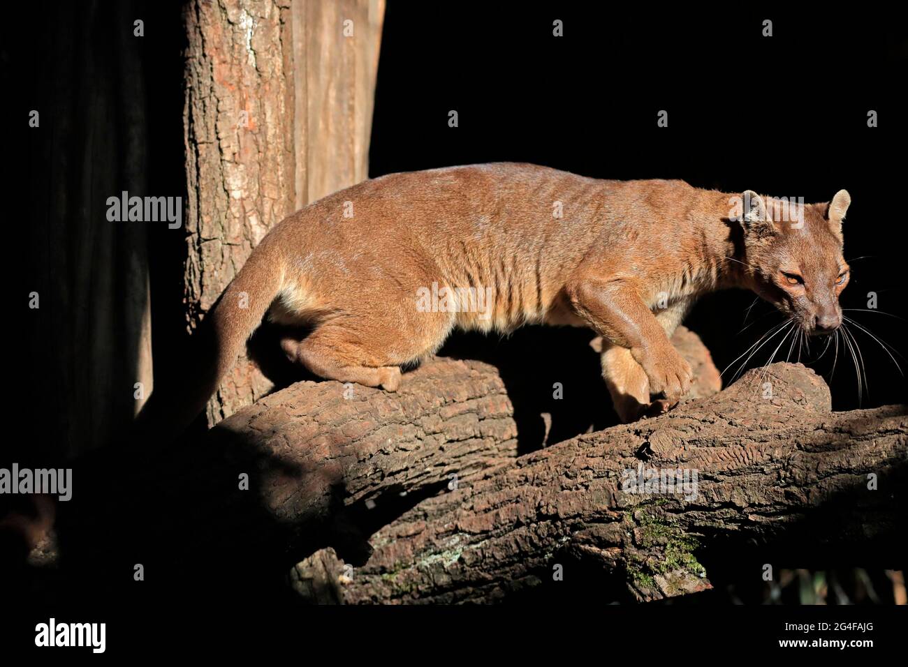 Fossa (Cryptoprocta ferox), ferret cat, adult, sitting, on tree trunk
