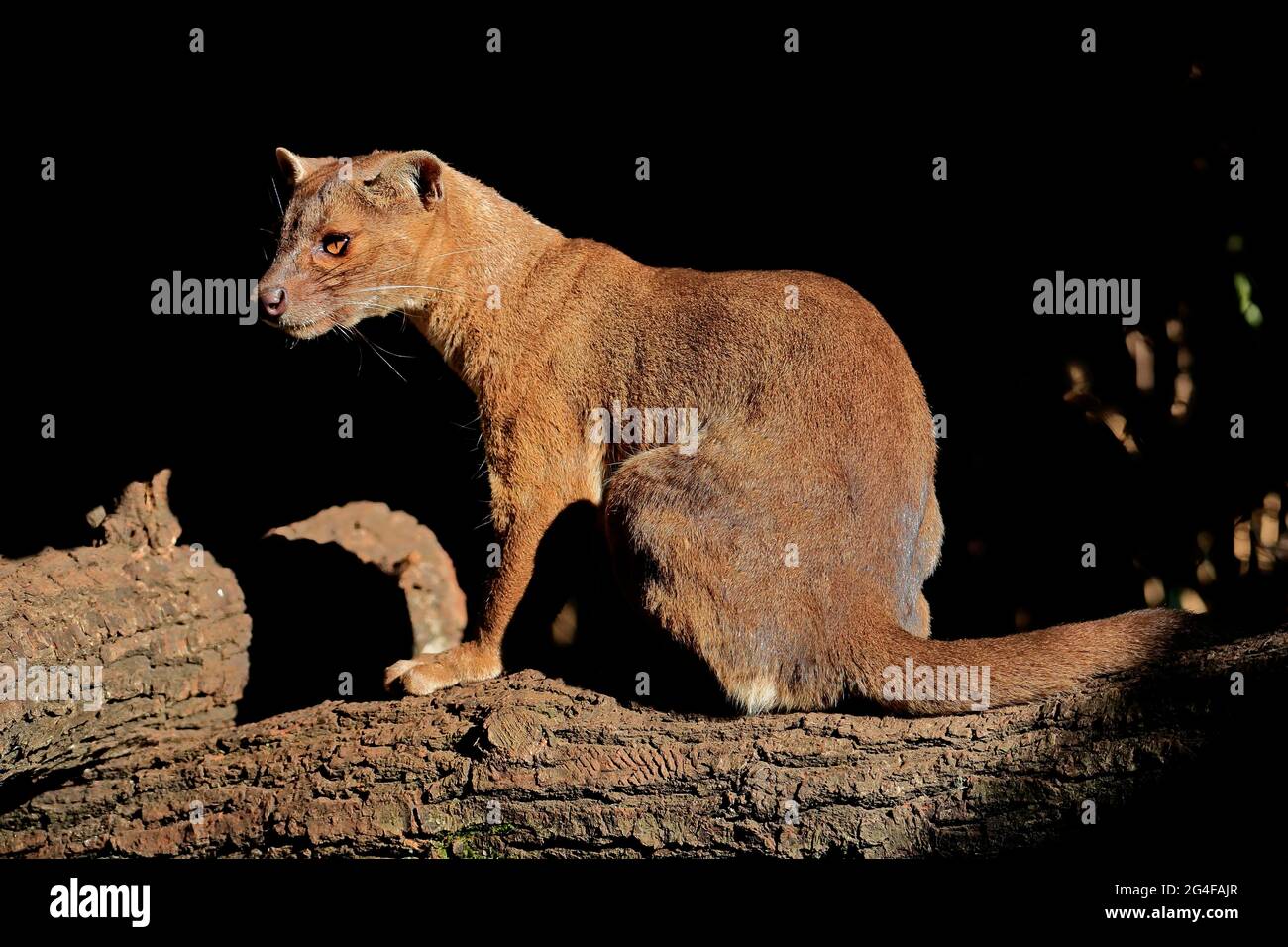 Fossa (Cryptoprocta ferox), ferret cat, adult, sitting, on tree trunk