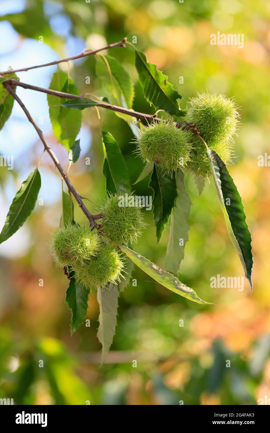 Horse chestnut tree seed hi-res stock photography and images - Alamy