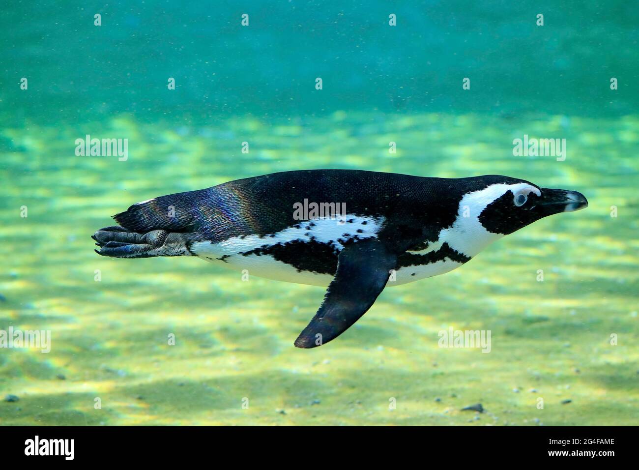African penguin (Spheniscus demersus), adult, in water, swimming, captive, South Africa Stock Photo
