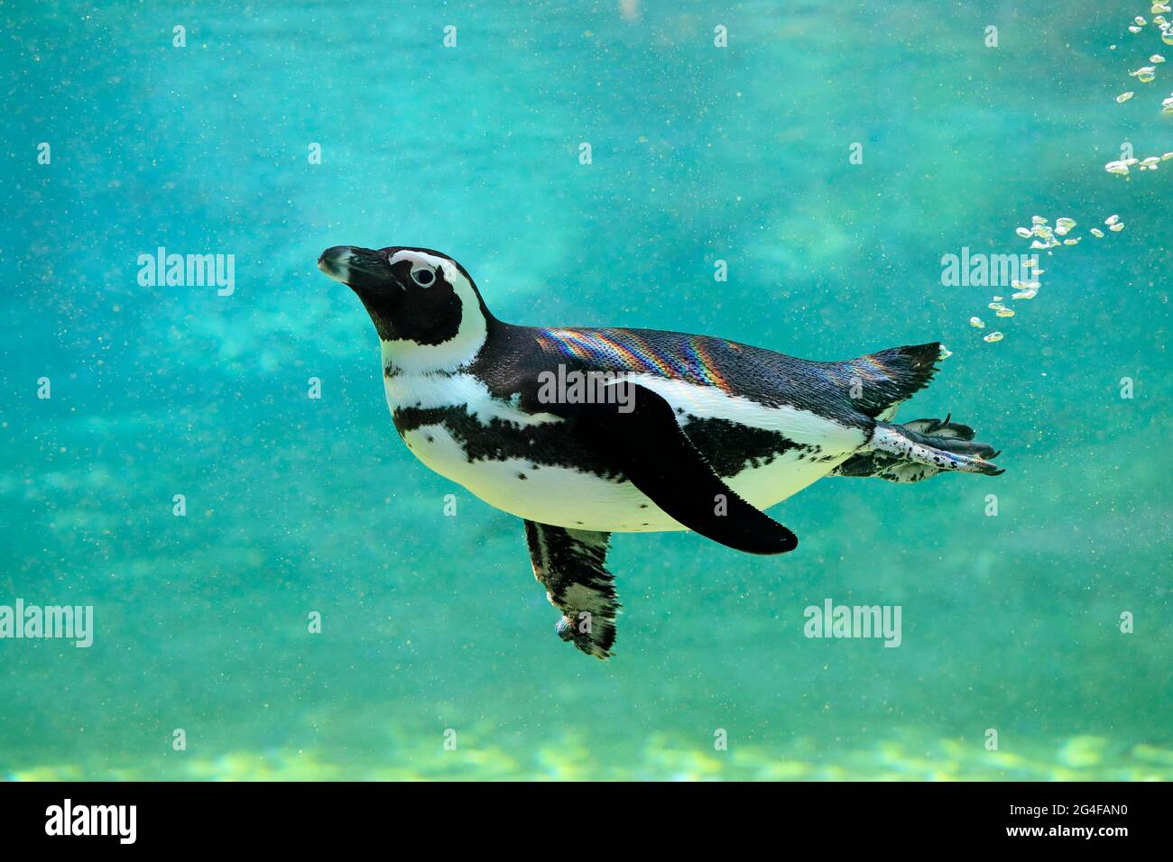 African penguin (Spheniscus demersus), adult, in water, swimming, captive, South Africa Stock Photo