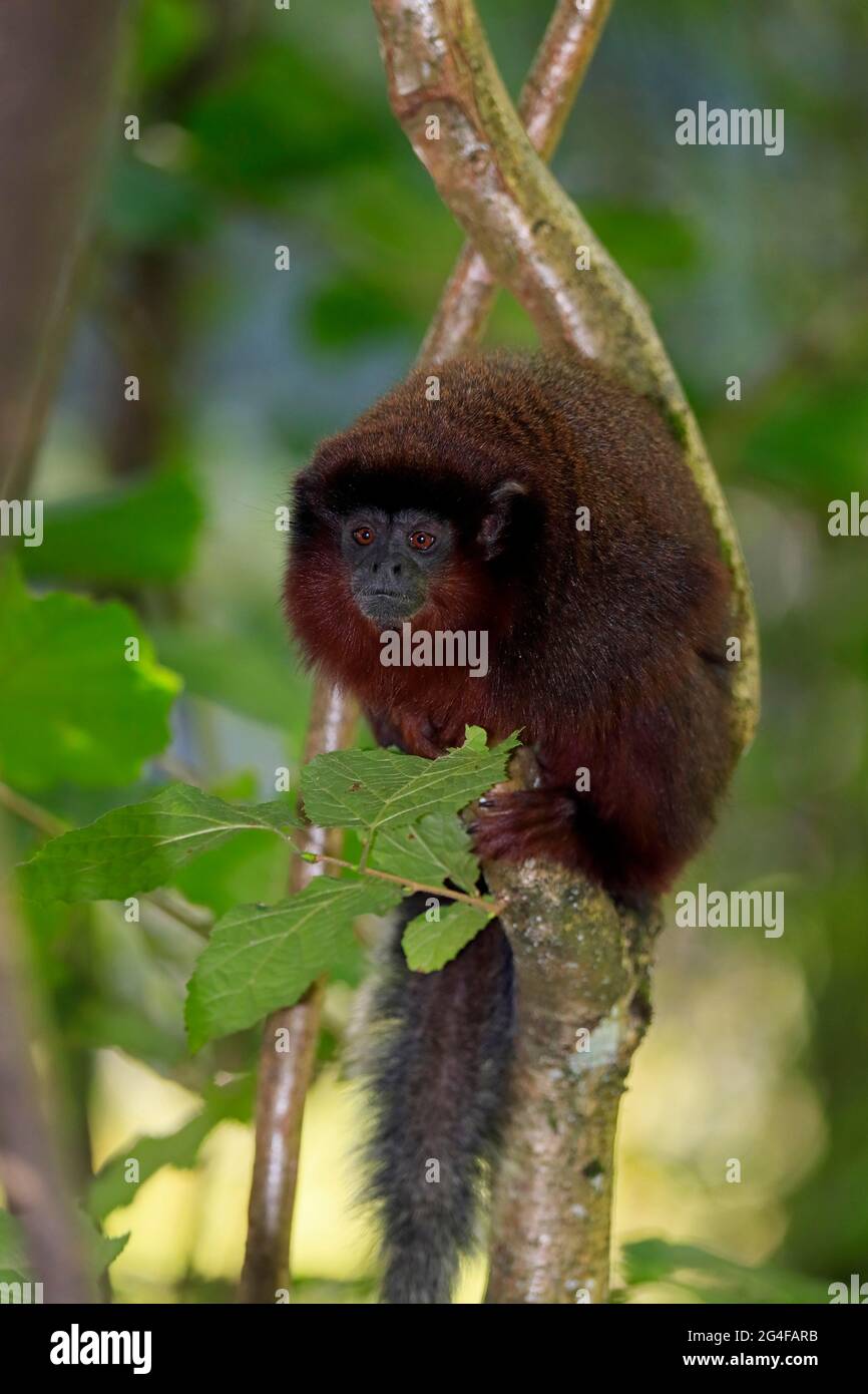 Red spring monkey (Callicebus moloch), adult Stock Photo