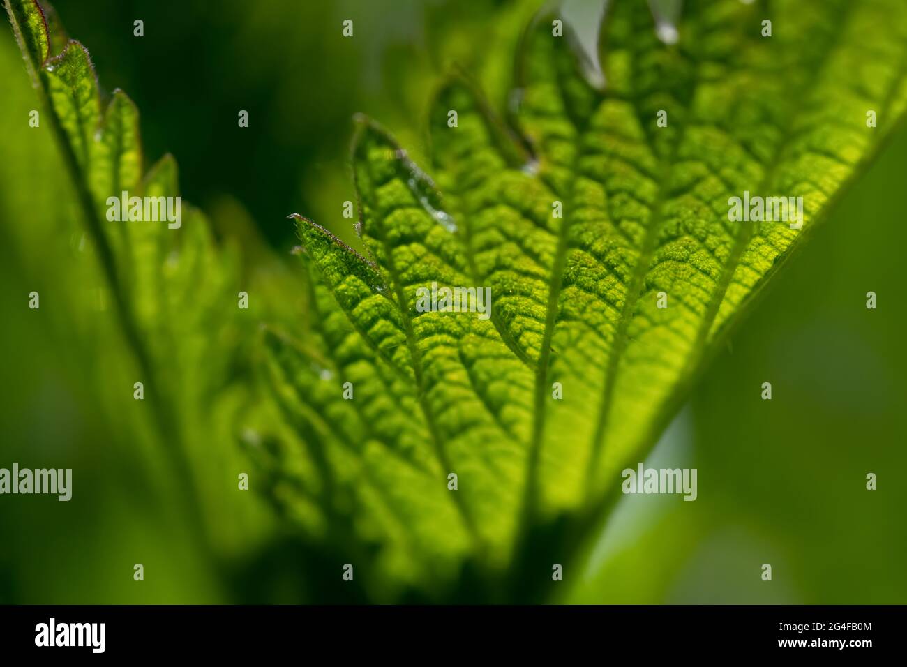 Translucent Green Leaf High Resolution Stock Photography and Images - Alamy
