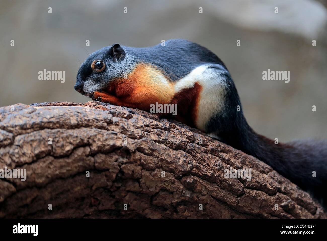 Prevost's squirrel (Callosciurus prevostii), adult, foraging, captive ...