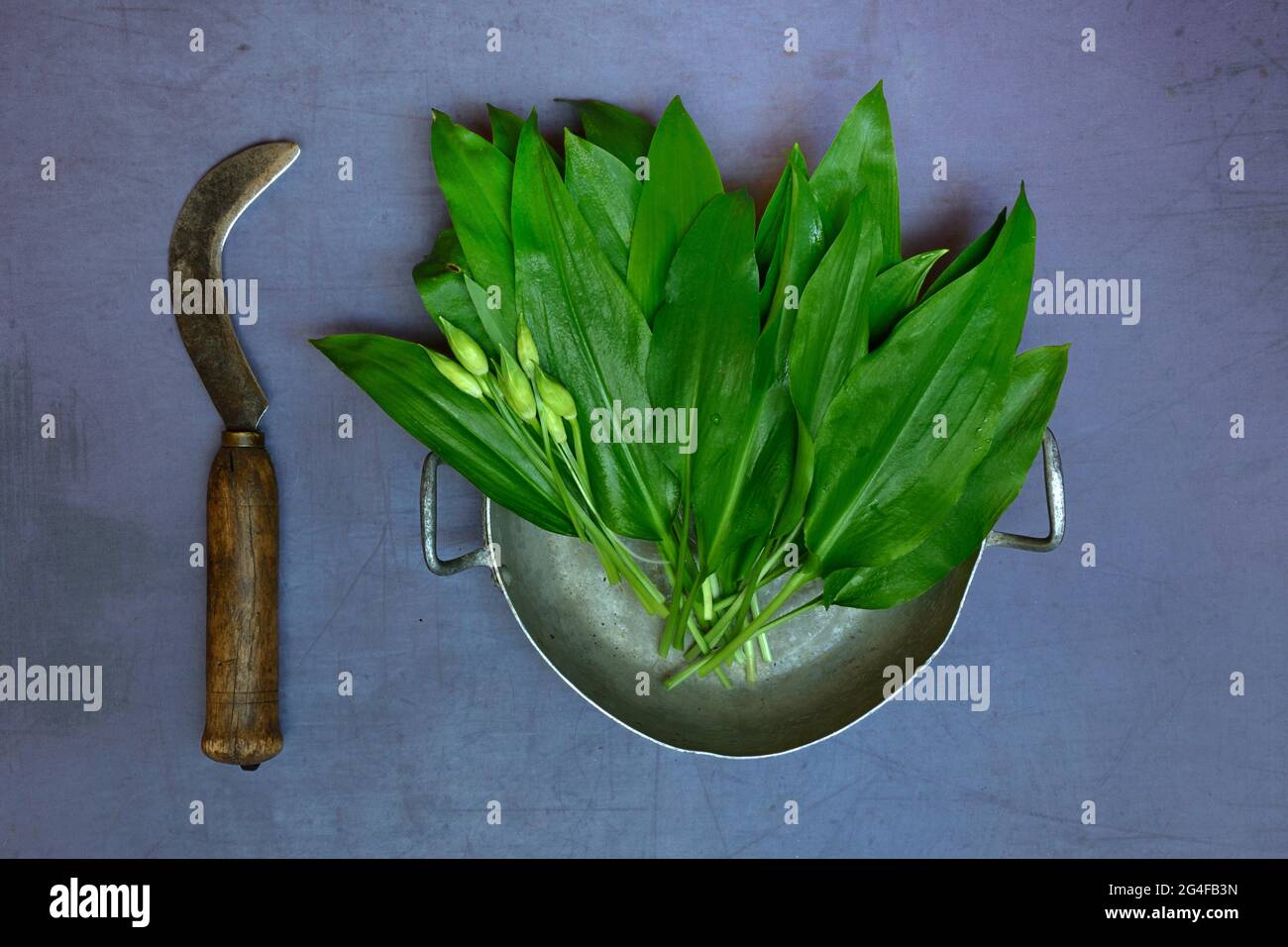 Bear's garlic, bear's garlic leaves and buds in bowl and garden crescent, Germany Stock Photo