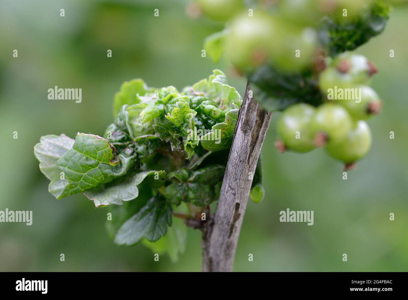 Curl disease on currants, plant disease Stock Photo