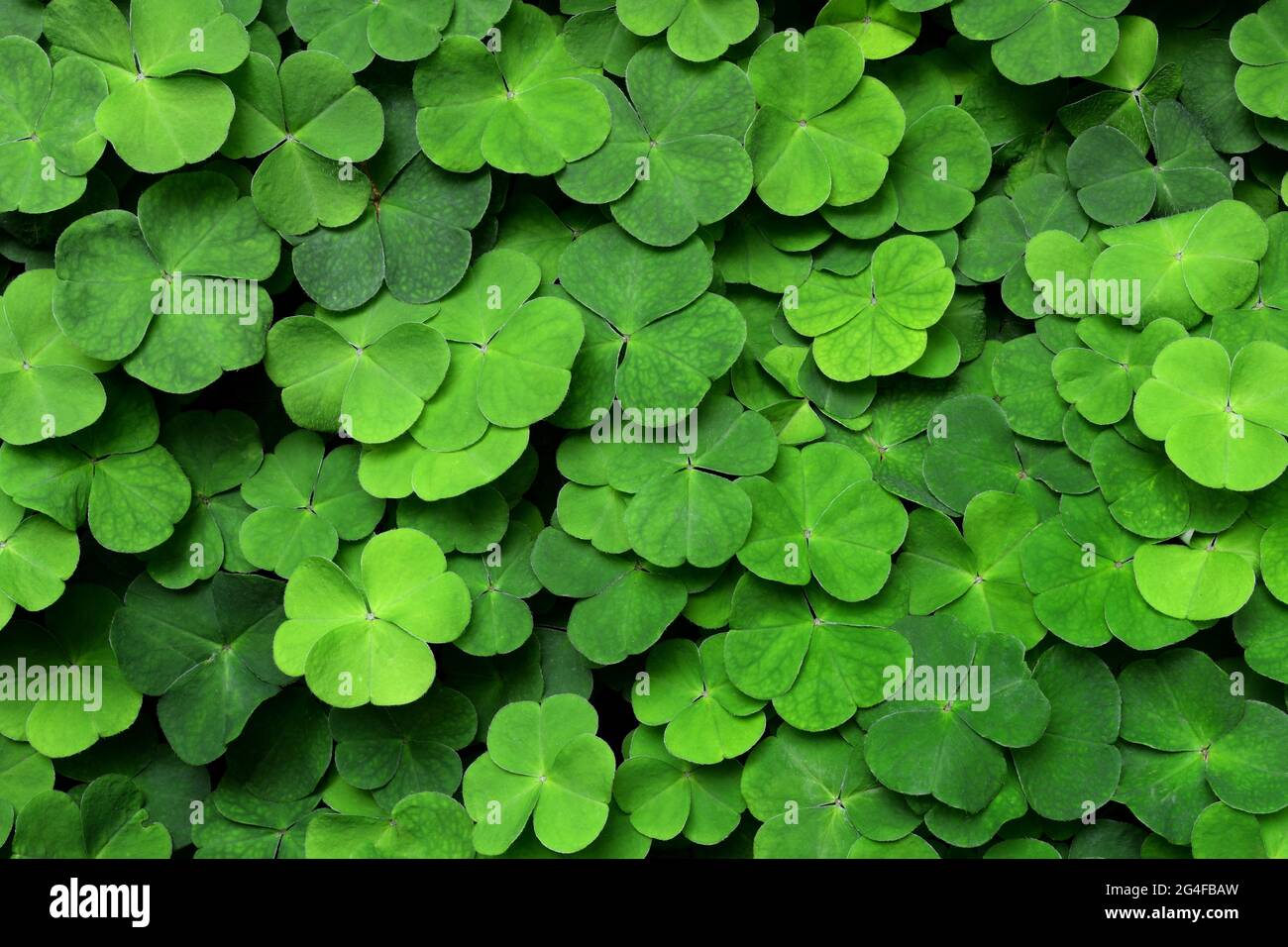 Wood Sorrel Oxalis Acetosella Clover Leaves Stock Photo Alamy