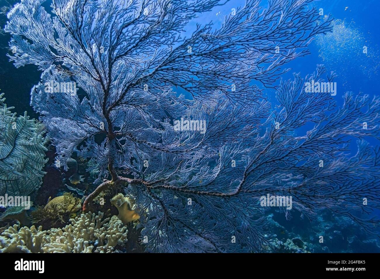 Knotted fan coral (Melithaea ochracea) with diver, Wakatobi Dive Resort, Sulawesi, Indonesia Stock Photo