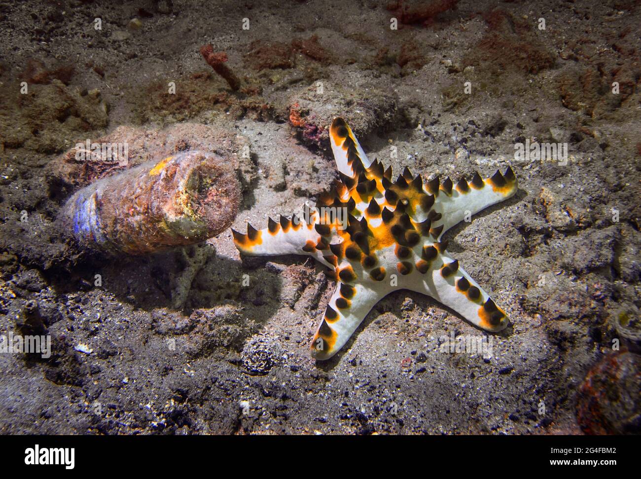 Knotted roller starfish (Protoreaster nodosus), with trash, Wakatobi Dive Resort, Sulawesi, Indonesia Stock Photo