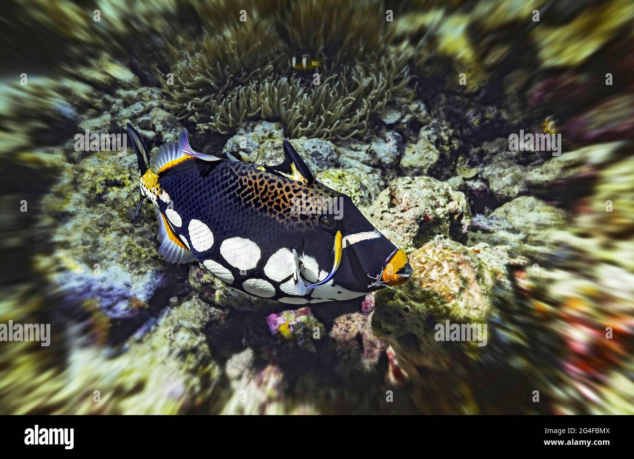 Leopard triggerfish (Balistoides conspicillum) with cleaner wrasse and cleaner shrimp, Wakatobi Dive Resort, Sulawesi, Indonesia Stock Photo
