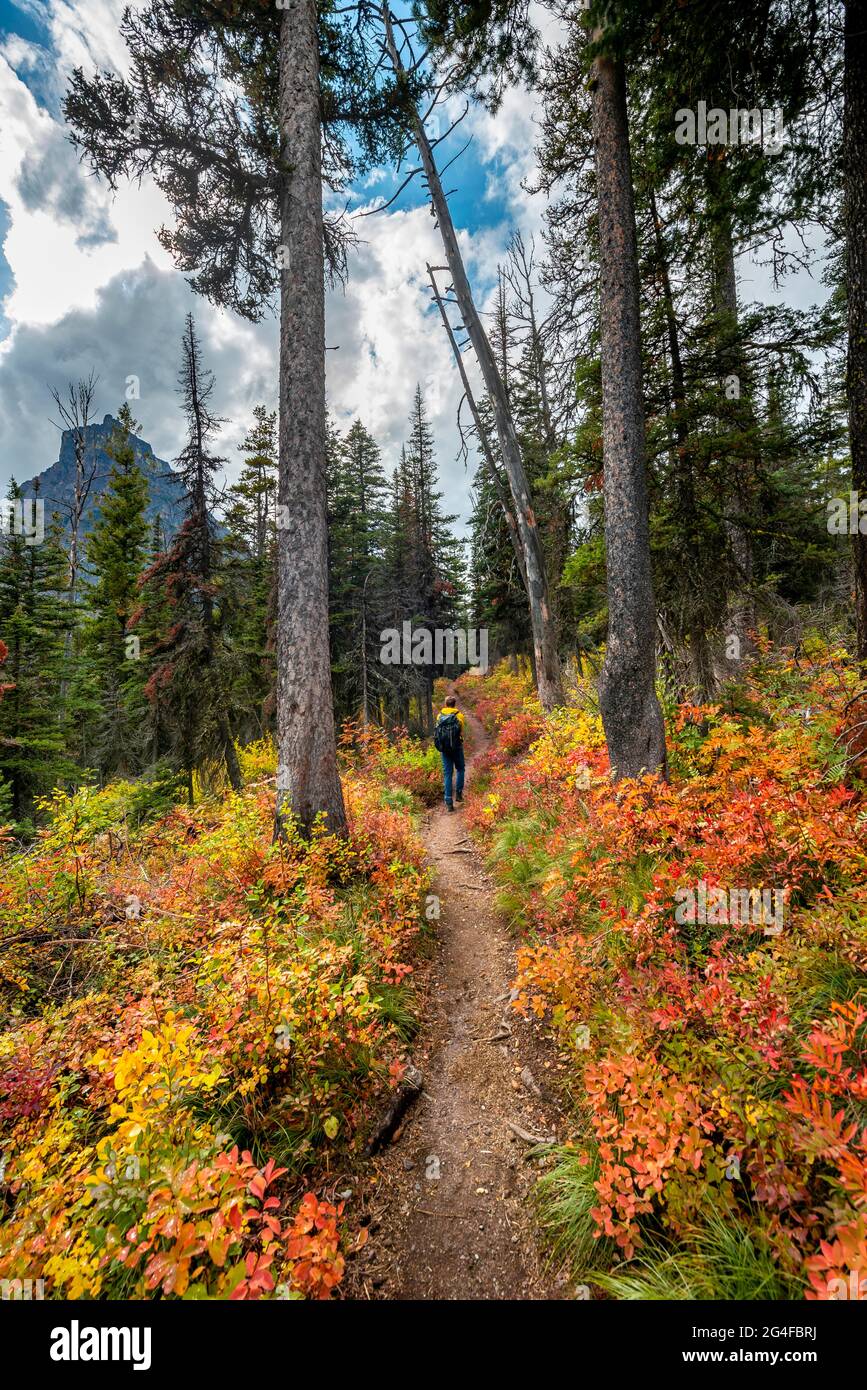 Hiker on a trail between trees and bushes in autumn colors, hiking to