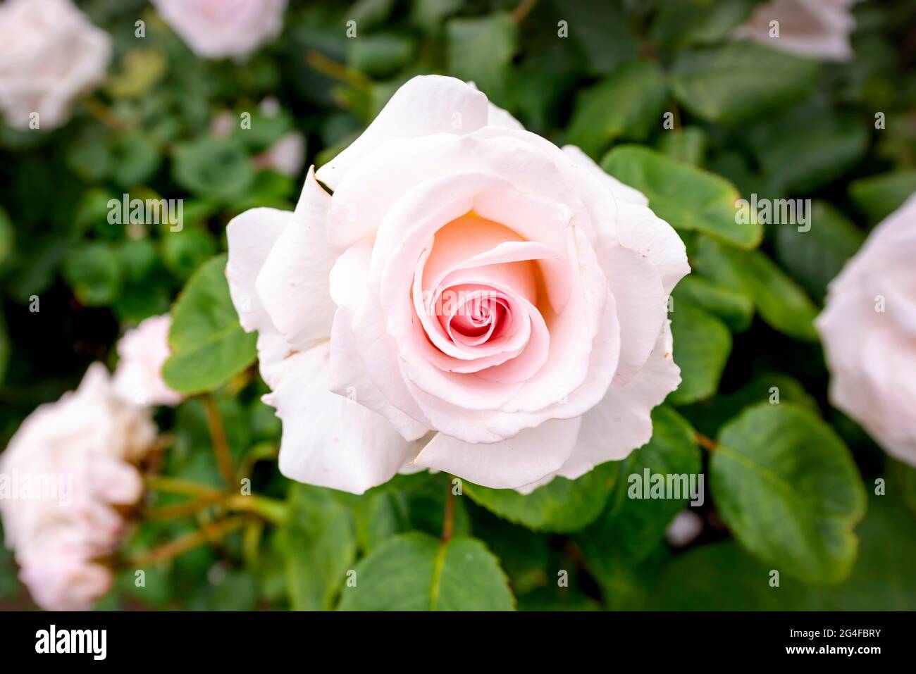 Light pink rose (Rosa), Queen Mary's Rose Gardens, Regent's Park ...