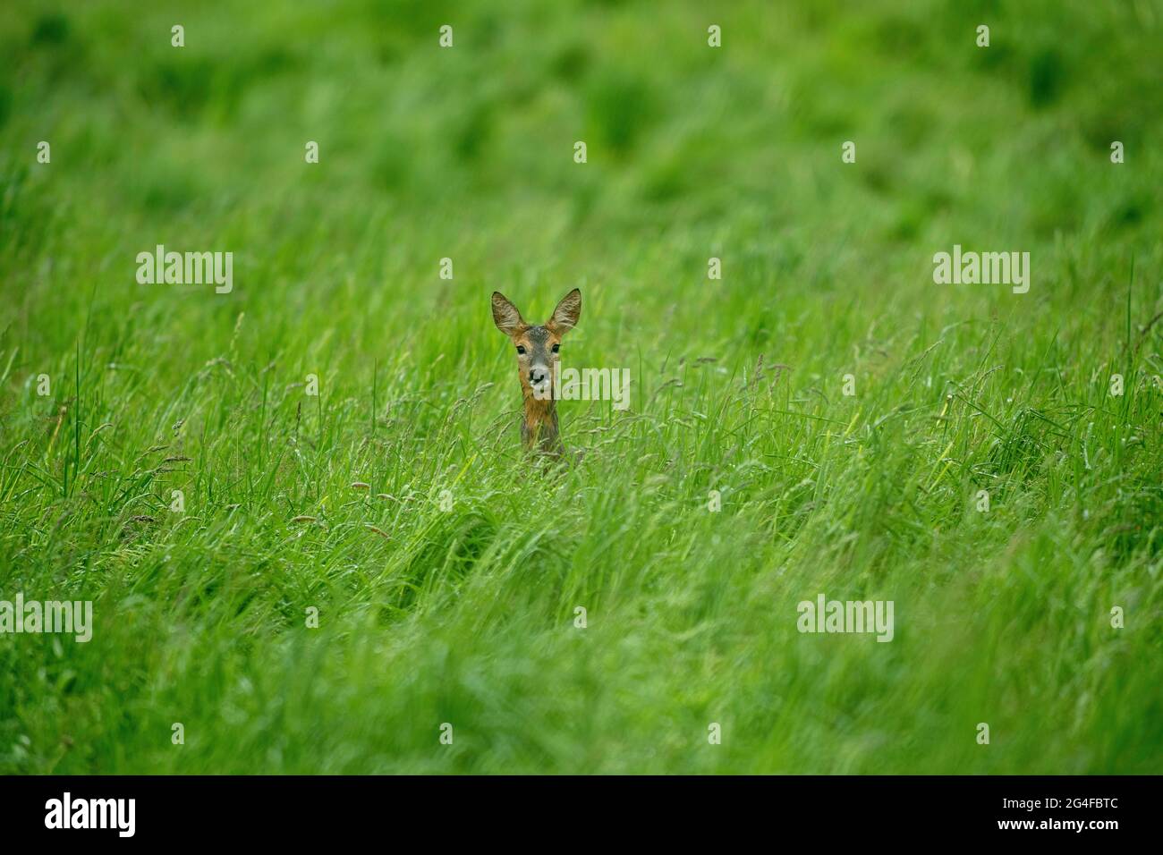 Roe deer stand high hi-res stock photography and images - Alamy