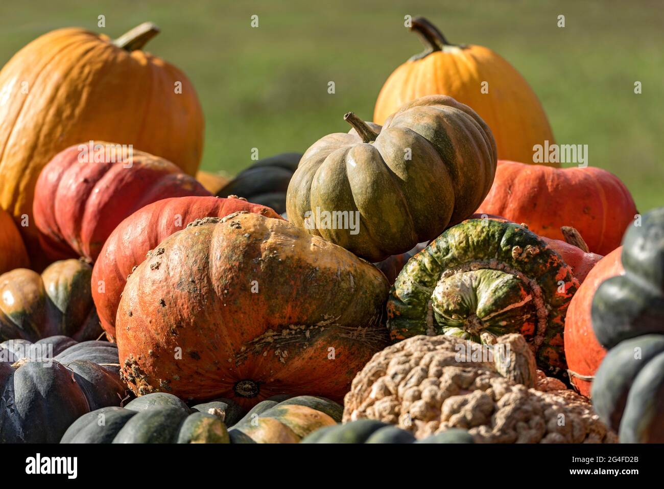 Pumpkins (Cucurbita) Edible and ornamental pumpkins of different