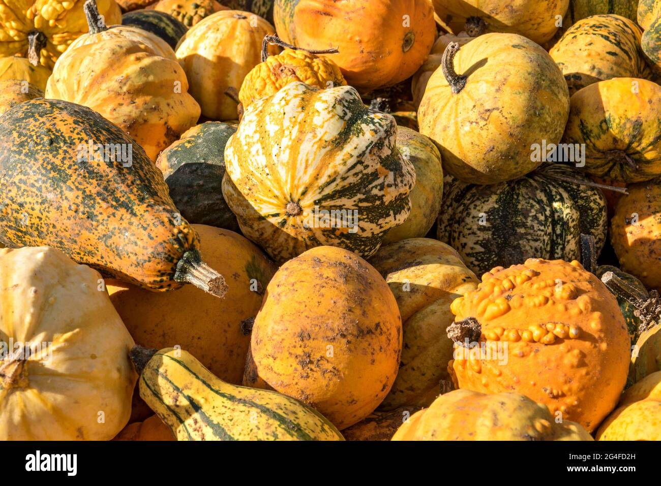 Pumpkins (Cucurbita) Edible and ornamental pumpkins of different