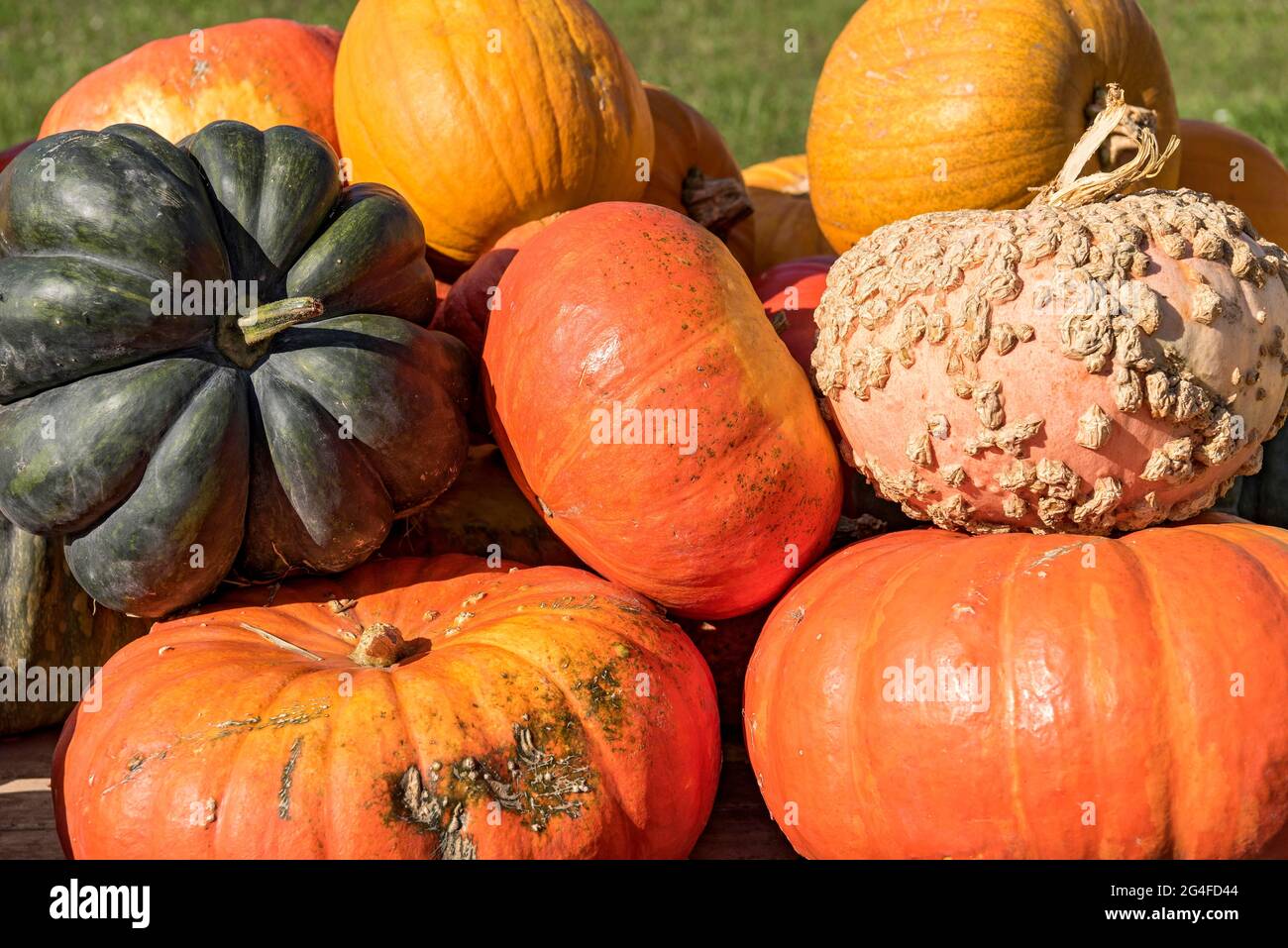 Pumpkins (Cucurbita) Edible and ornamental pumpkins of different