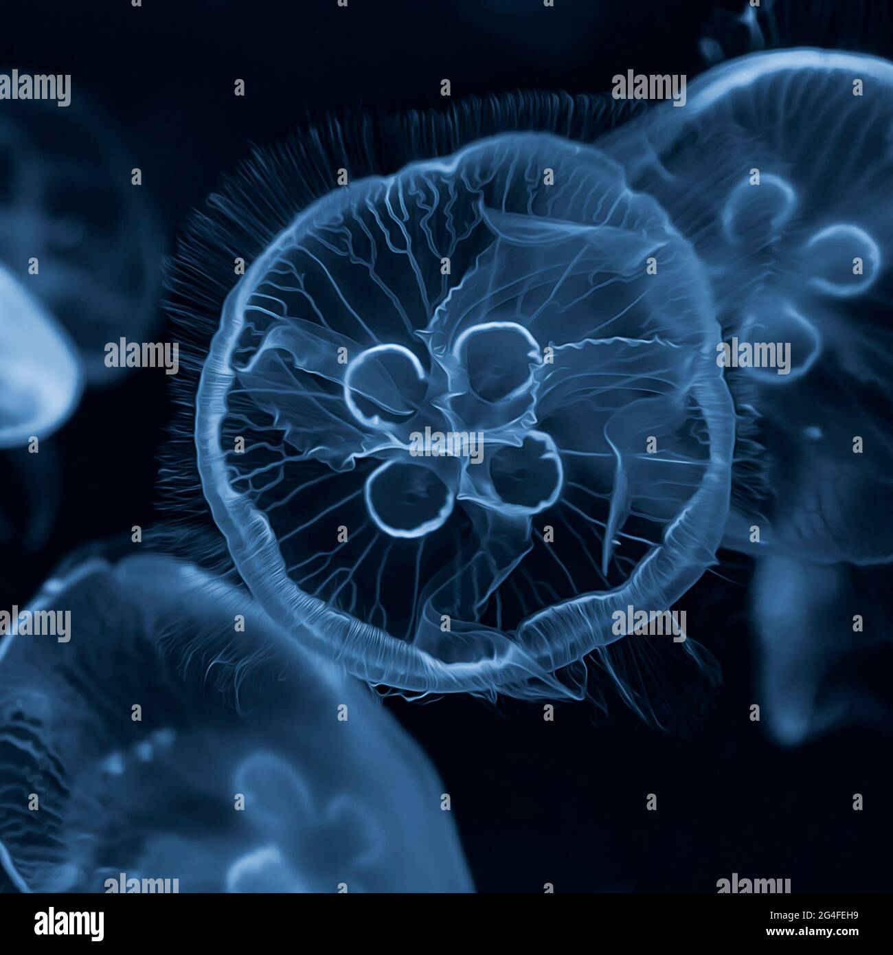 Common jellyfishes (Aurelia aurita) swimming in the water, Germany Stock Photo