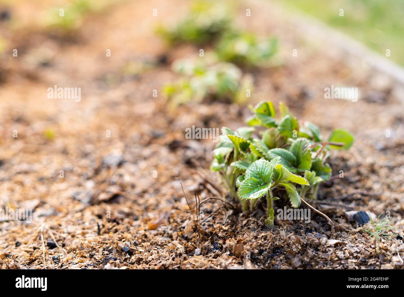 Strawberry seedlings grow in the home garden Stock Photo Alamy