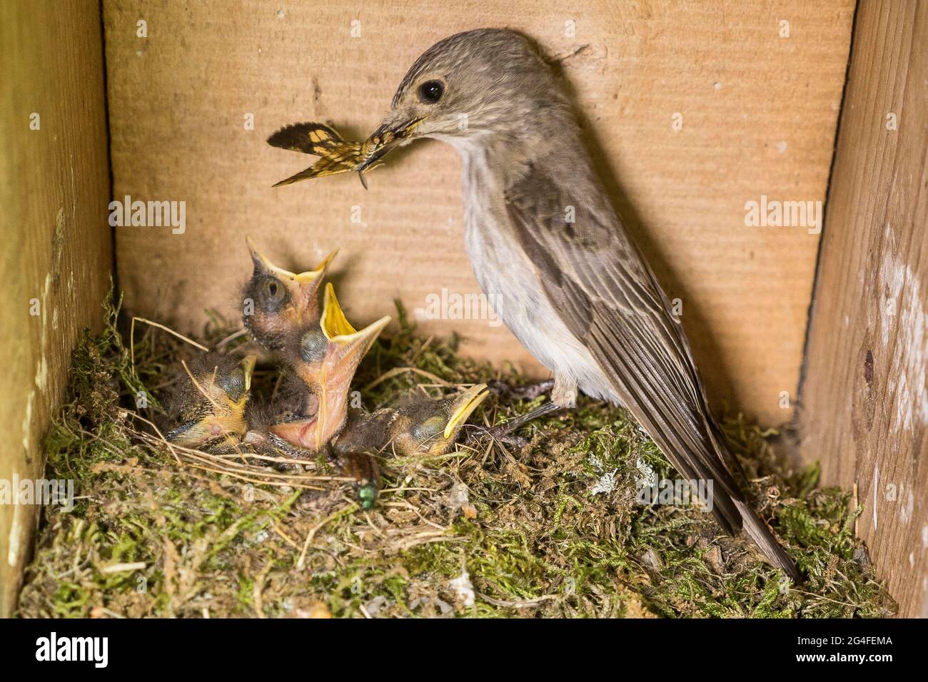 Spotted flycatcher (Muscicapa striata) feeding young birds in nest box, North Rhine-Westphalia, Germany Stock Photo