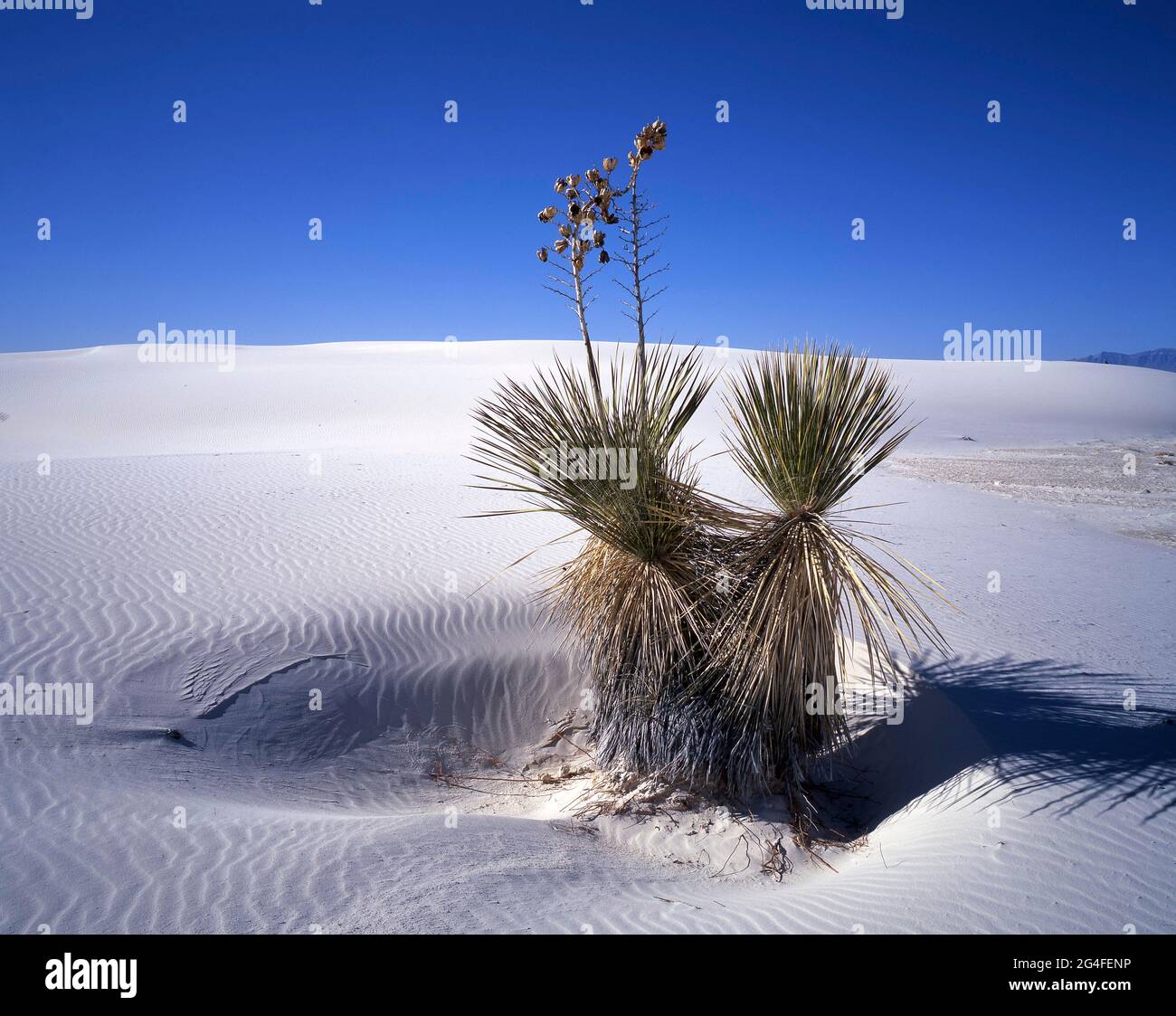 Yucca palm (Yucca elata) in the gypsum desert White Sands, New Mexico