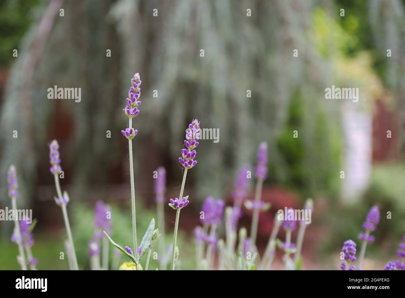 Growing Young Lavender in the Garden. Purple Flowering Plant Lavandula Outside. Stock Photo