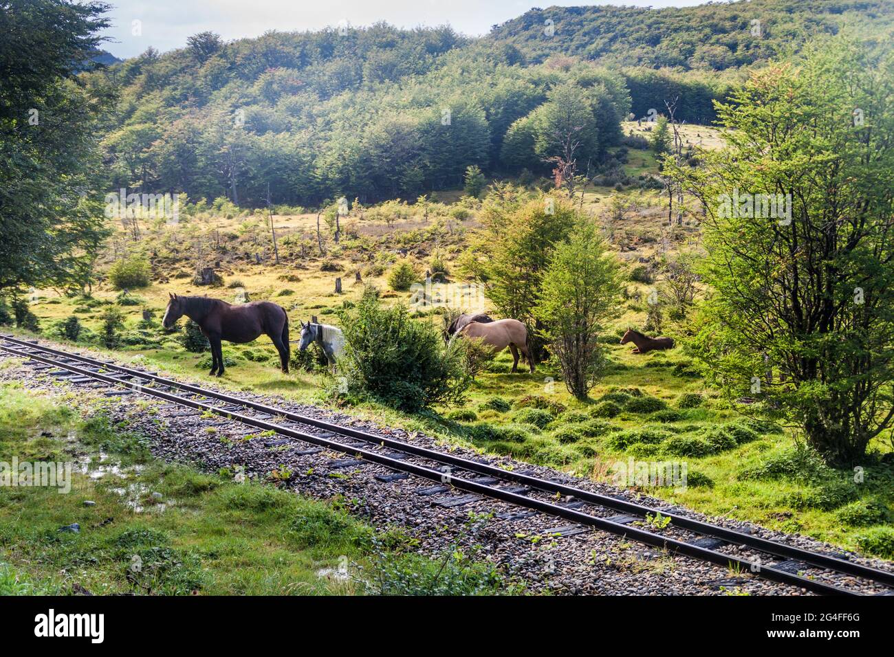 Horses and a railway in National Park Tierra del Fuego, Argentina Stock Photo