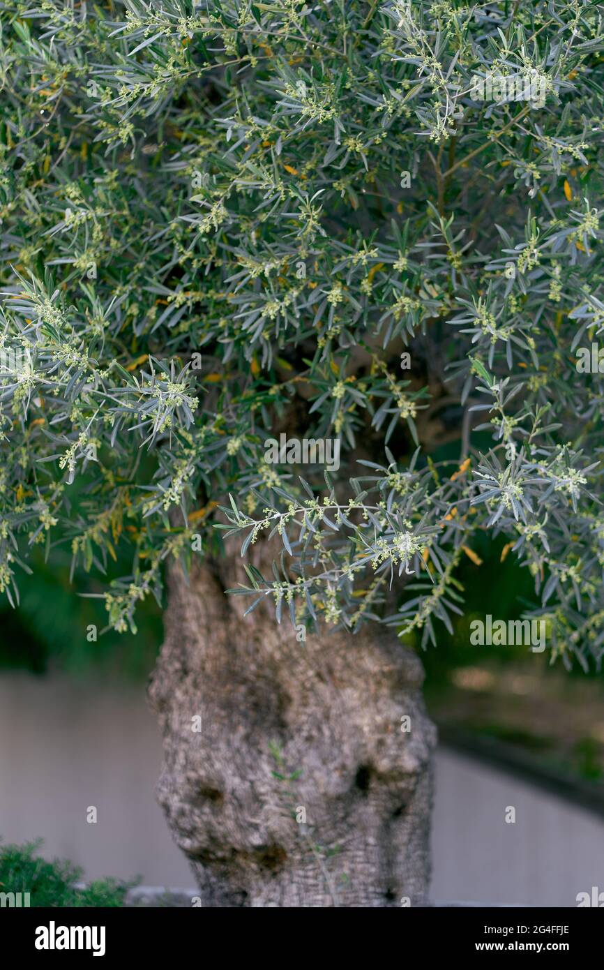 Big blooming olive tree in the garden in spring Stock Photo