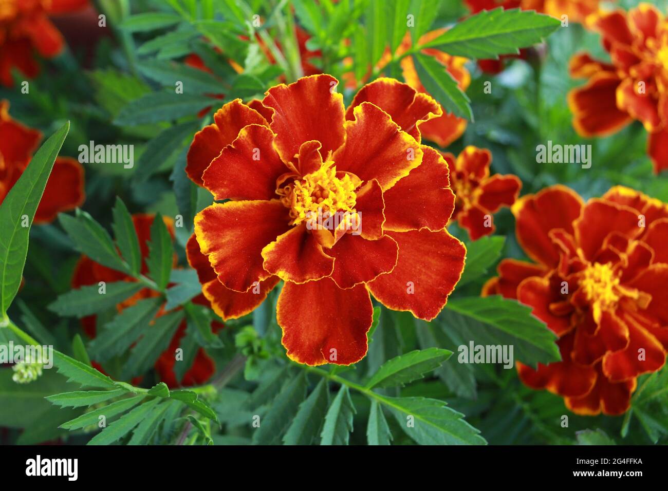 Tagetes Erecta High Resolution Stock Photography and Images - Alamy