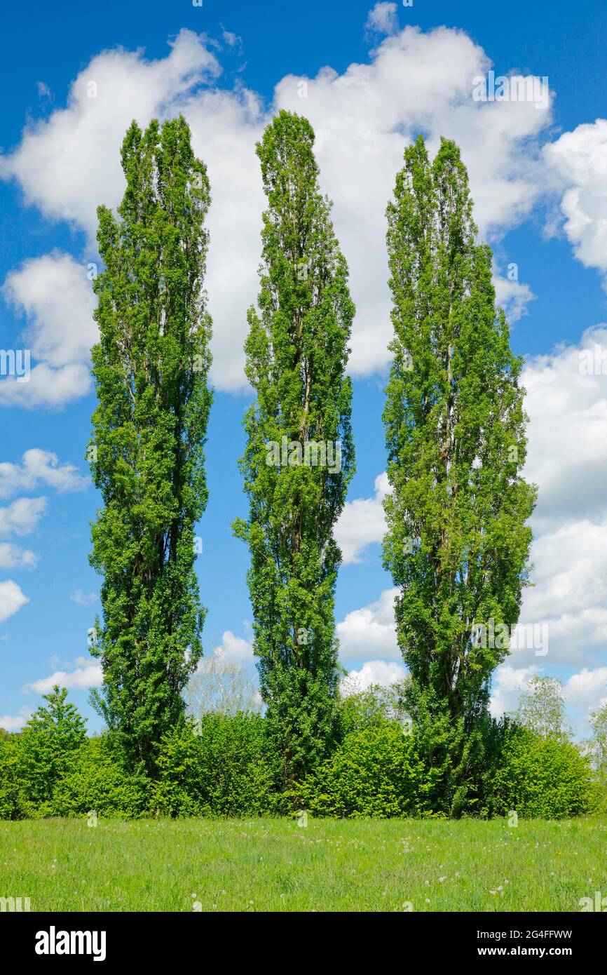 Three large poplars in green meadow under cloudy sky in sunshine Stock Photo