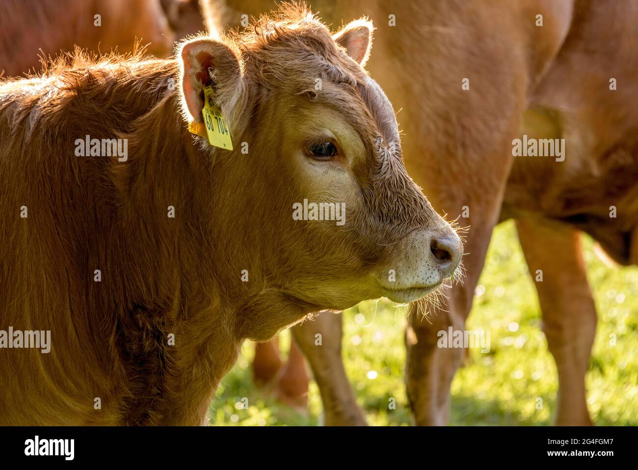 Domestic Cattle (Bos taurus) of the hornless breed Deutsch Angus, calf, young animal on a pasture, Hesse, Germany Stock Photo
