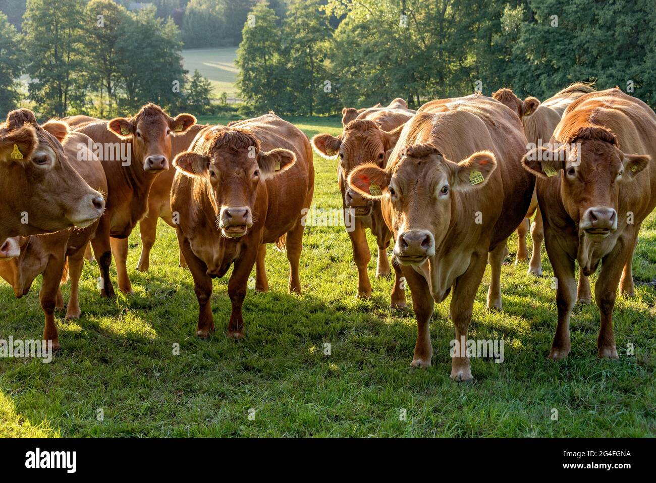 Cows, domestic cattle (Bos taurus) of the hornless breed Deutsch Angus on a pasture, Hesse, Germany Stock Photo