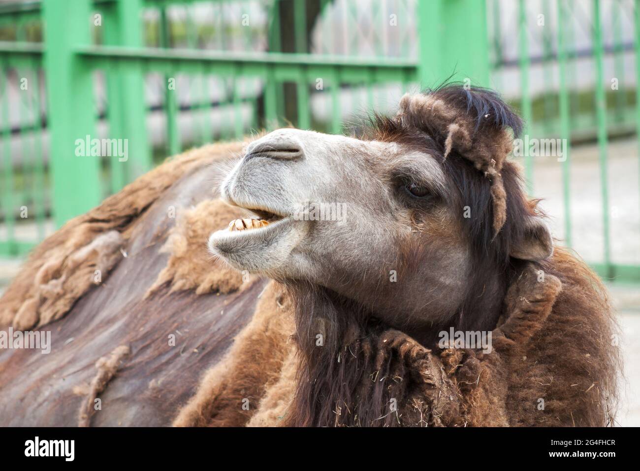Single bactrian camel in a zoo close-up Stock Photo