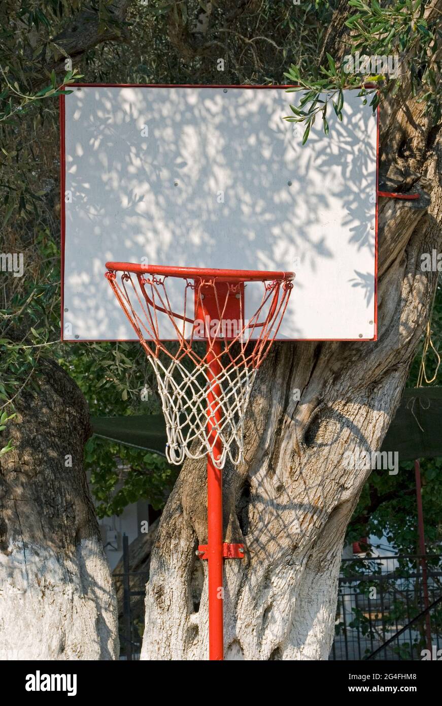 basketball hoop fixed on olive tree in the backyard Stock Photo Alamy