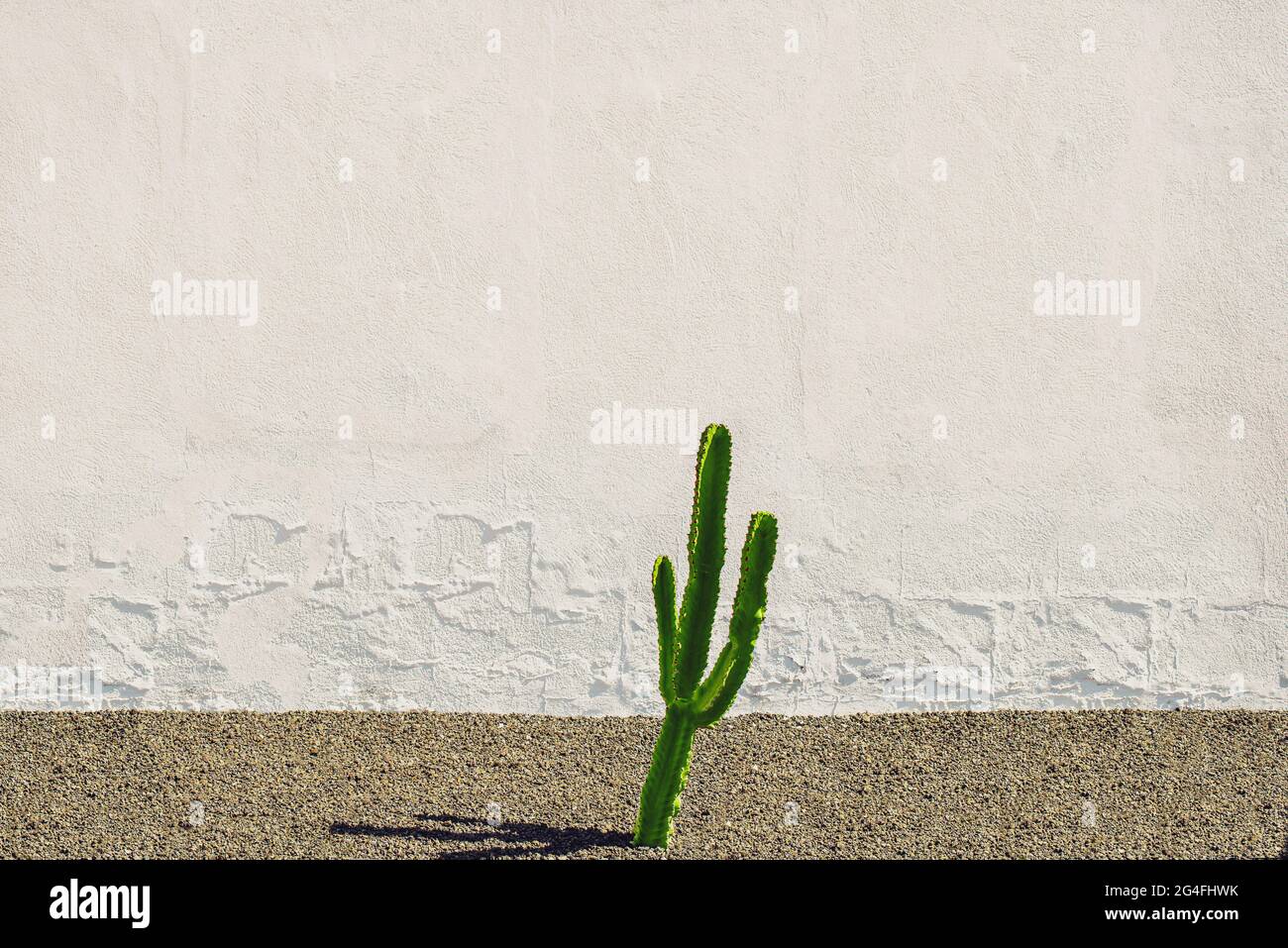 green cactus against rough white wall background with copy space Stock Photo