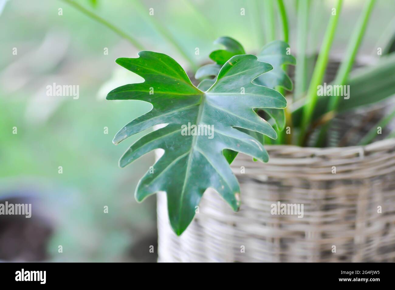 philodendron melonii variegata Philodendron mamei variegata mint