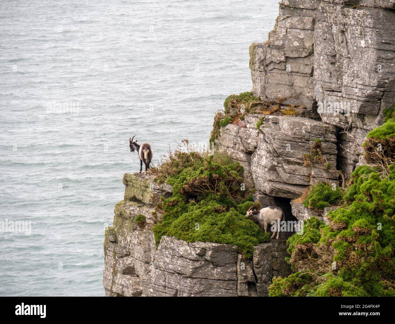 Feral goats clamber over rocky ledges overlooking sea on rugged north Devon coast. Stock Photo