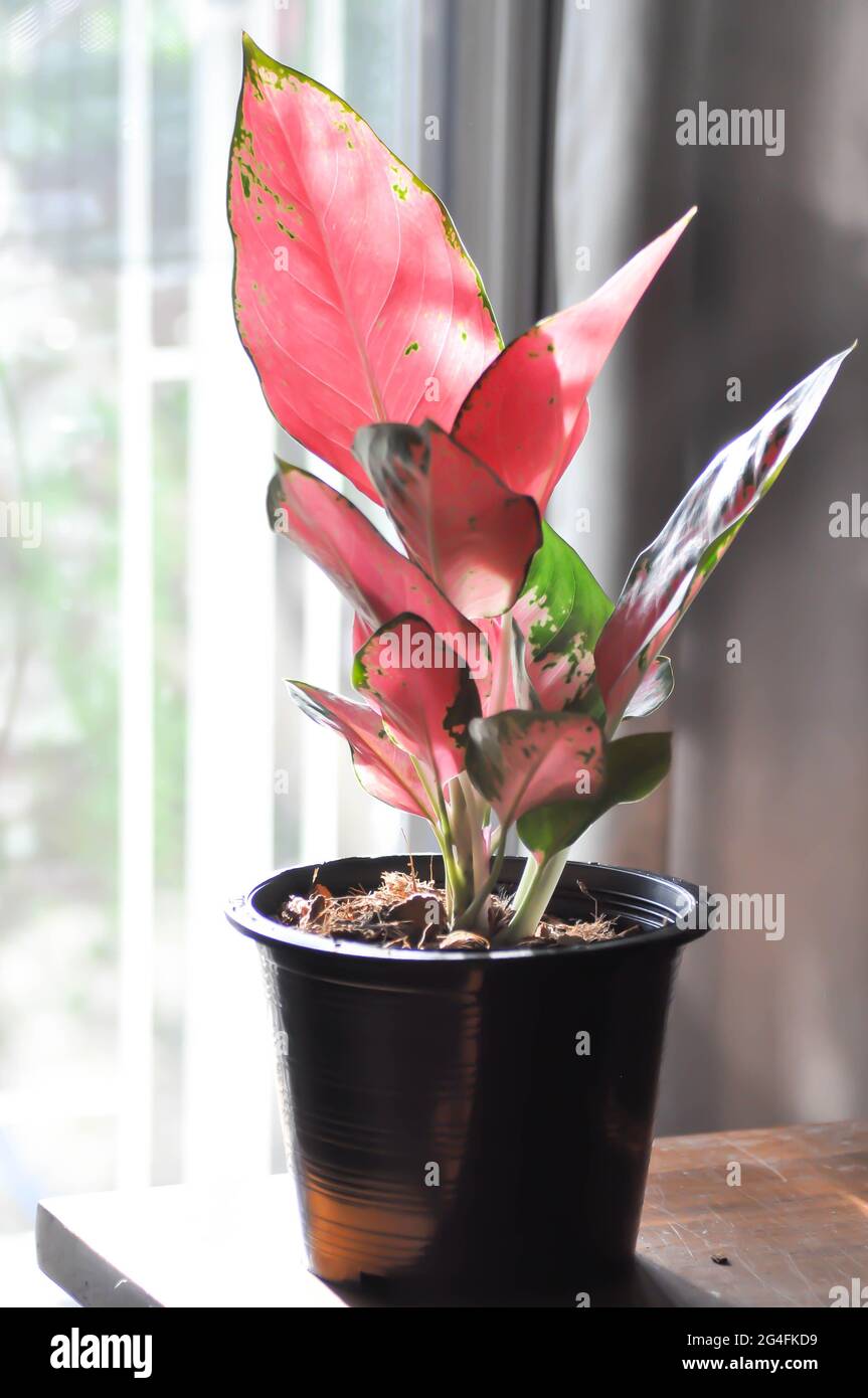 Aglaonema, Aglaonema commutatum or pink Aglaonema plant Stock Photo - Alamy