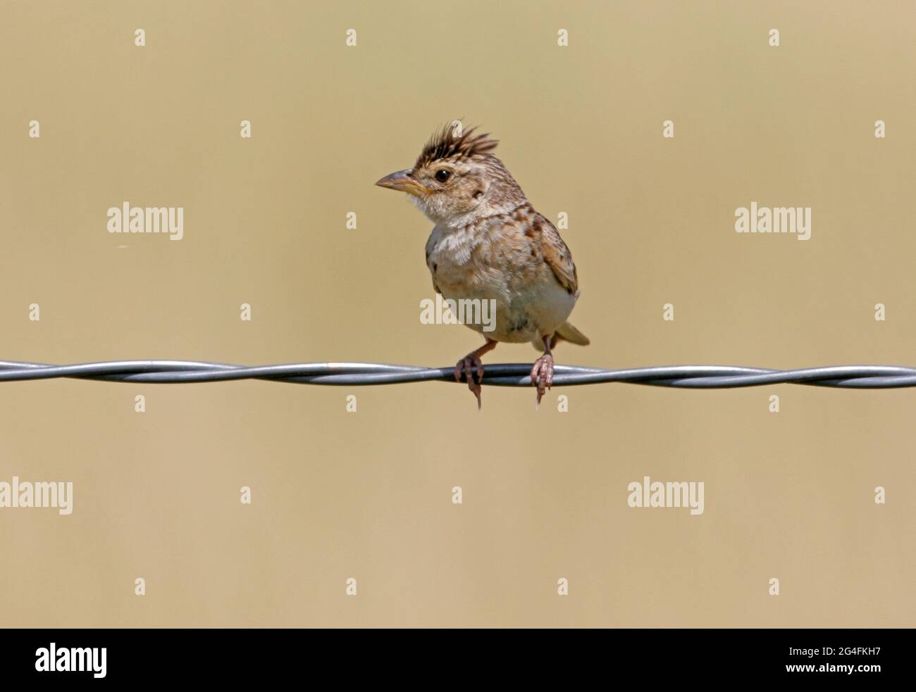 Horsfield's Bushlark (Mirafra javanica horsfieldii) adult in song perched on wire fence with crest raised south-east Queensland, Australia      Januar Stock Photo