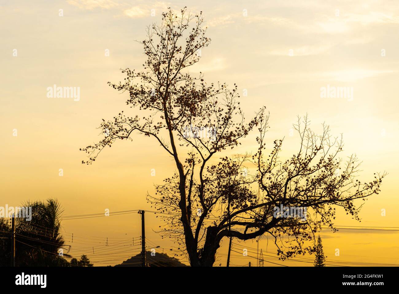 Platanus × hispanica tree in contrast to dramatic sunset sky ...