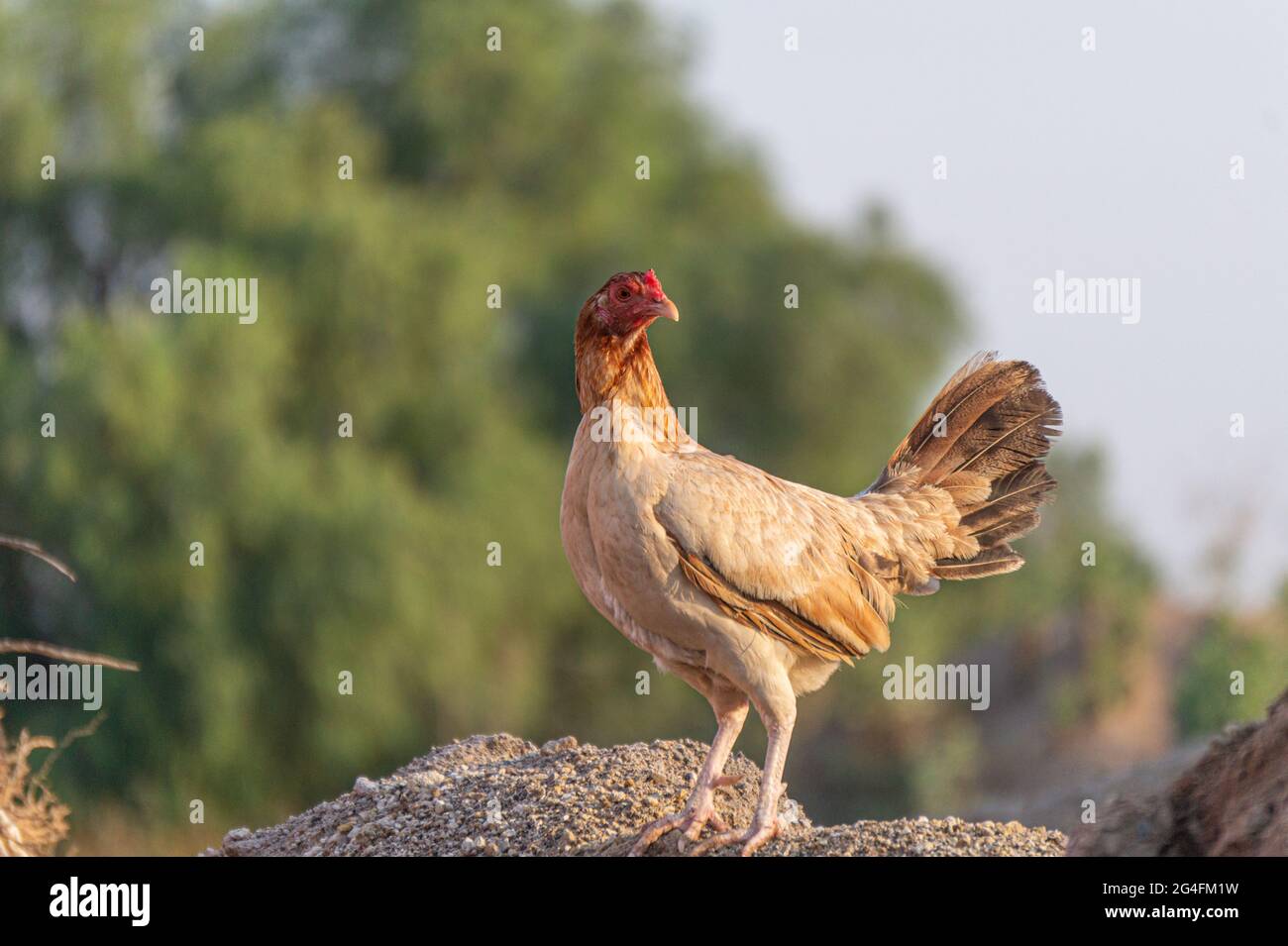 Spring hen hi-res stock photography and images - Alamy