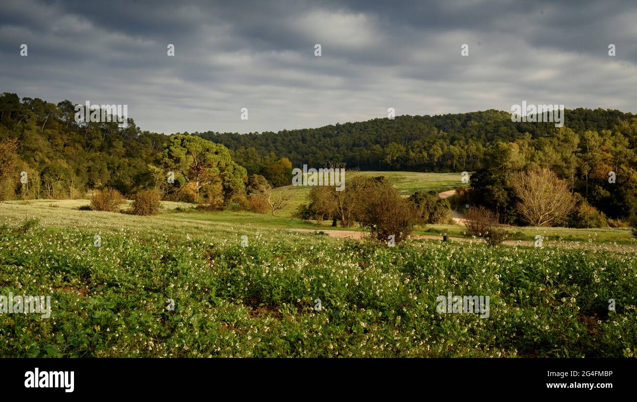 Green fields near Can Borrell, in the Collserola mountain range (Vallès Occidental, Barcelona, Catalonia, Spain) ESP: Campos verdes en Collserola Stock Photo