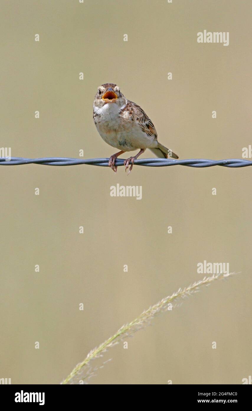 Horsfield's Bushlark (Mirafra javanica horsfieldii) adult in song perched on wire fence south-east Queensland, Australia      January Stock Photo