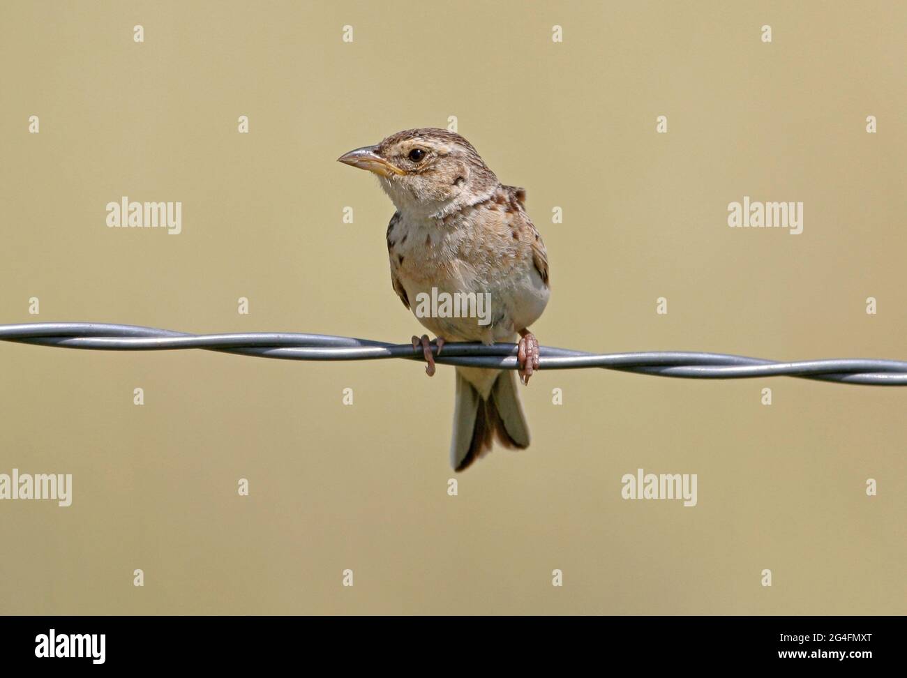 Horsfield's Bushlark (Mirafra javanica horsfieldii) adult perched on wire fence south-east Queensland, Australia      January Stock Photo