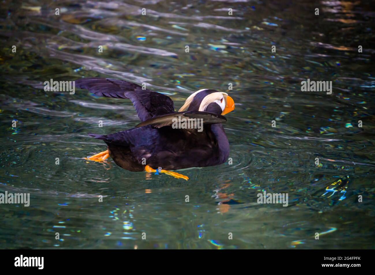 An interesting Puffin bifd floats in a pool in Tacoma, Washingotn. Stock Photo